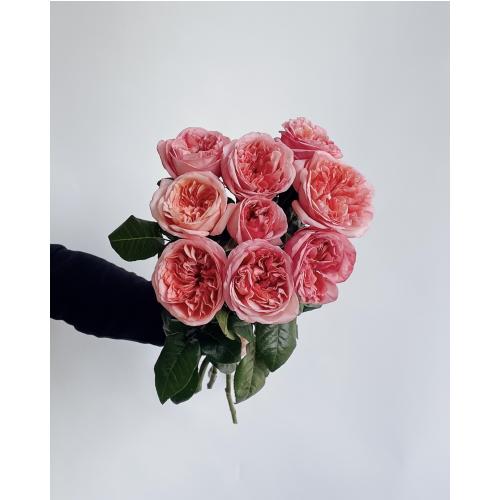 Пионовидные розы «Pink Expression» 9 шт. 9228