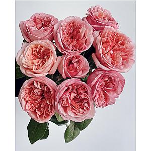 Пионовидные розы «Pink Expression» 9 шт. 9228