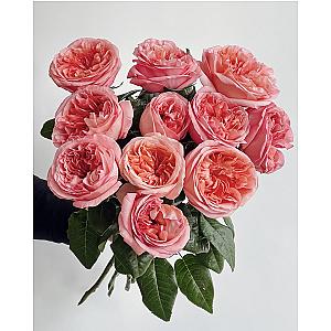 Пионовидные розы «Pink Expression» 11 шт. 9213