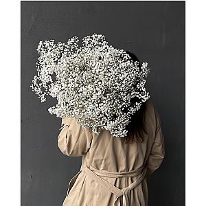 Цветок недели гипсофила 0603